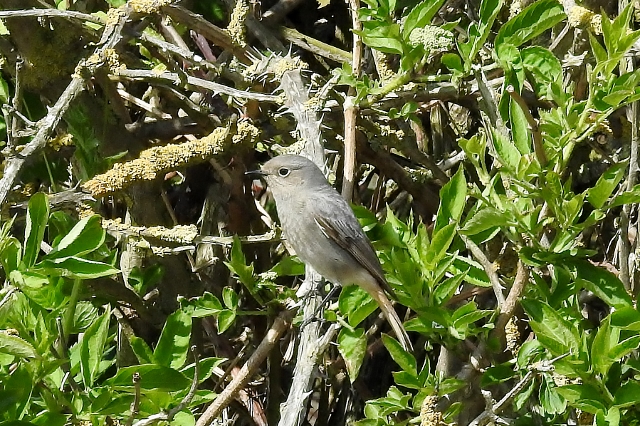 Black Redstart