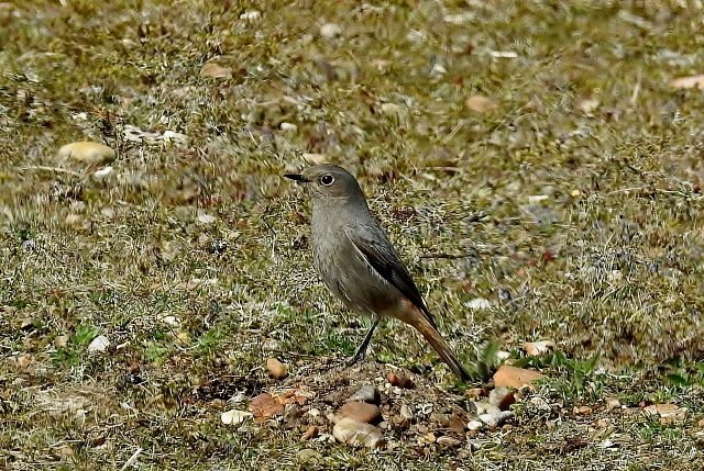 Black Redstart