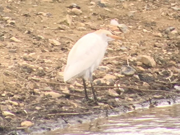 Cattle Egret