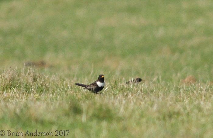Ring Ouzel