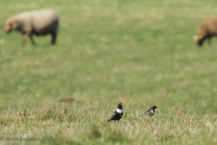 Ring Ouzel