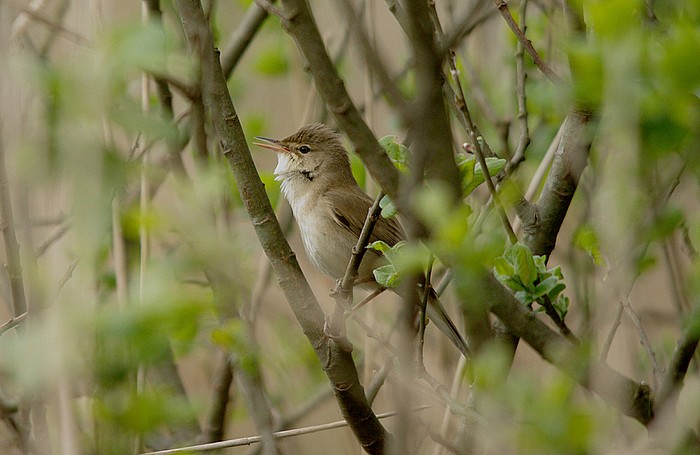 Reed Warbler