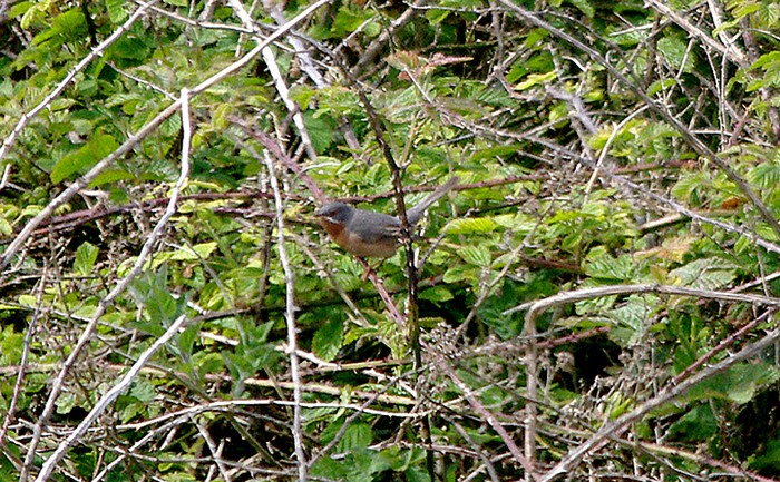 Western Subalpine Warbler