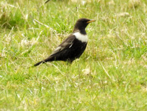 Ring Ouzel