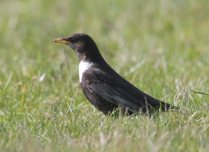 Ring Ouzel