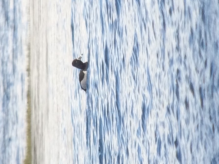Ring-necked Duck
