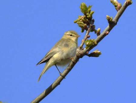 Willow Warbler