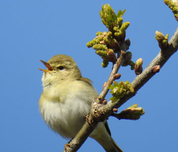 Willow Warbler
