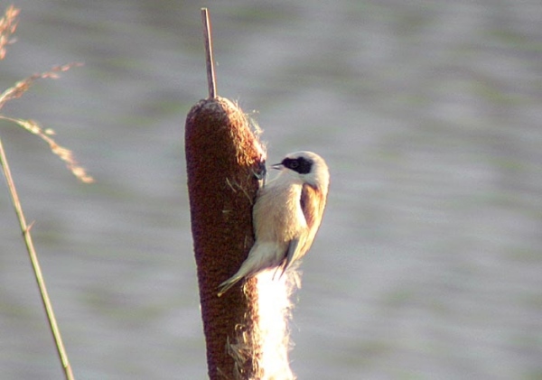 Penduline Tit