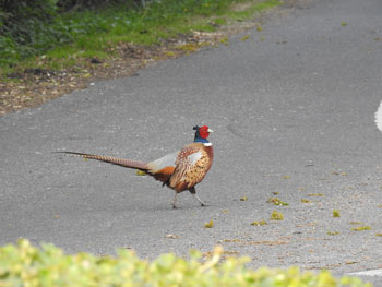 Pheasant