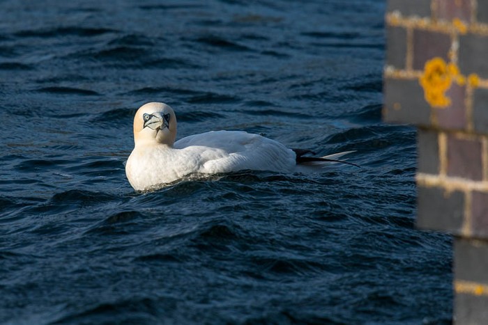 Gannet