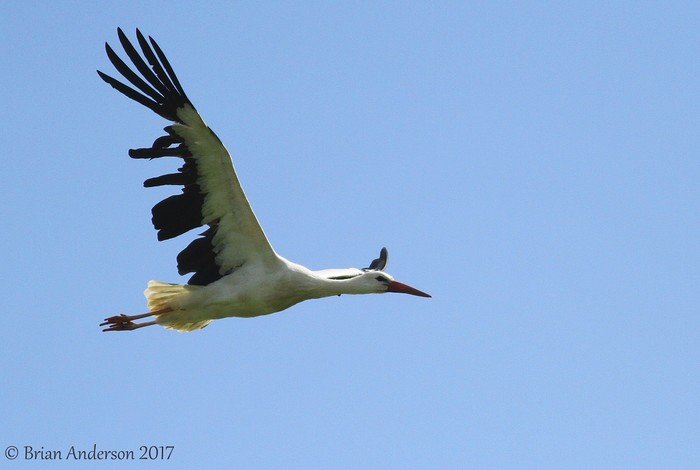 White Stork