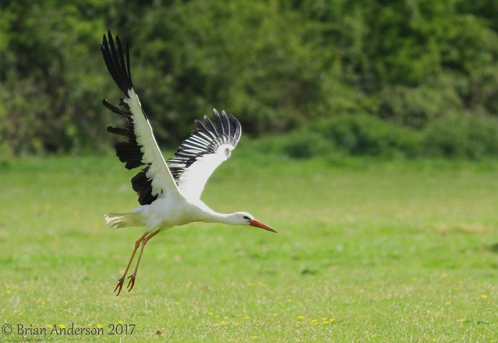 White Stork