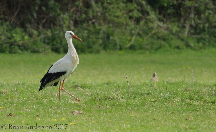 White Stork