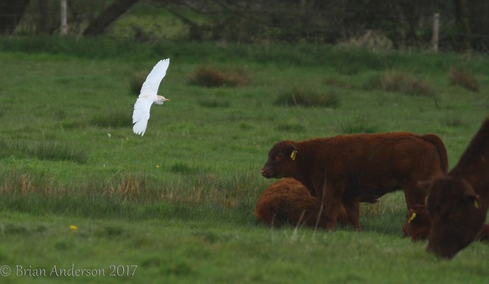 Cattle Egret