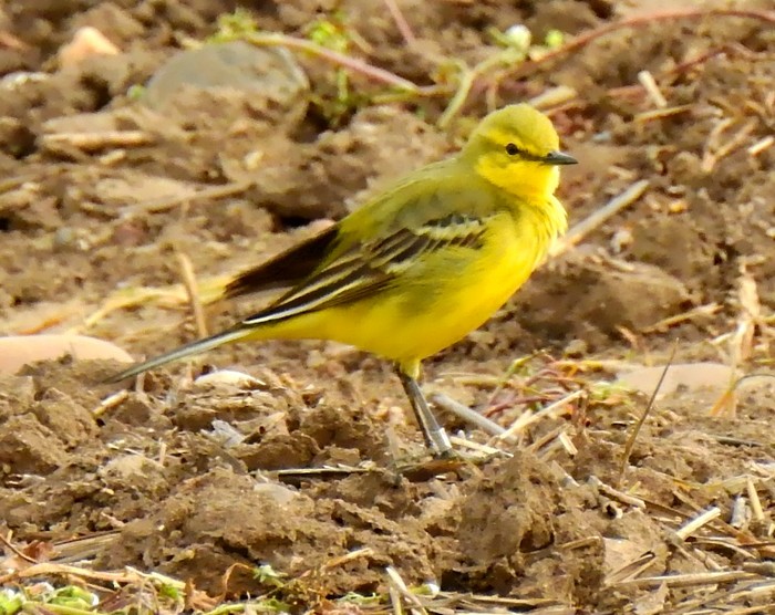 Yellow Wagtail