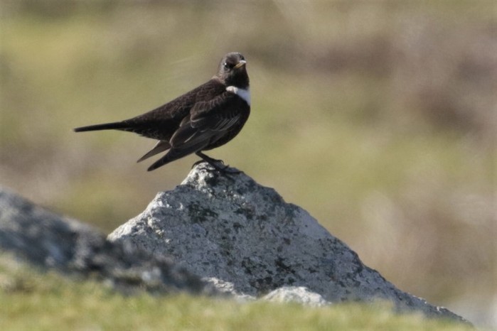 Ring Ouzel