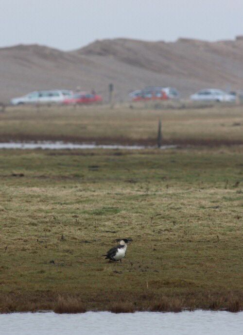 Pomarine Skua