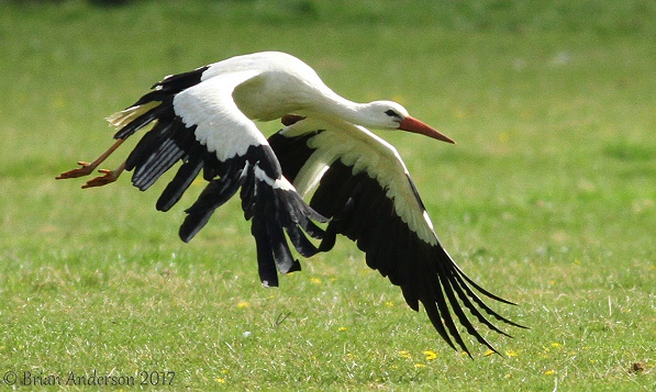 White Stork