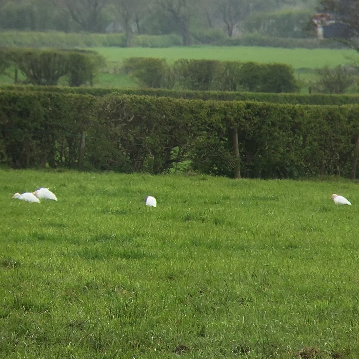 Cattle Egret