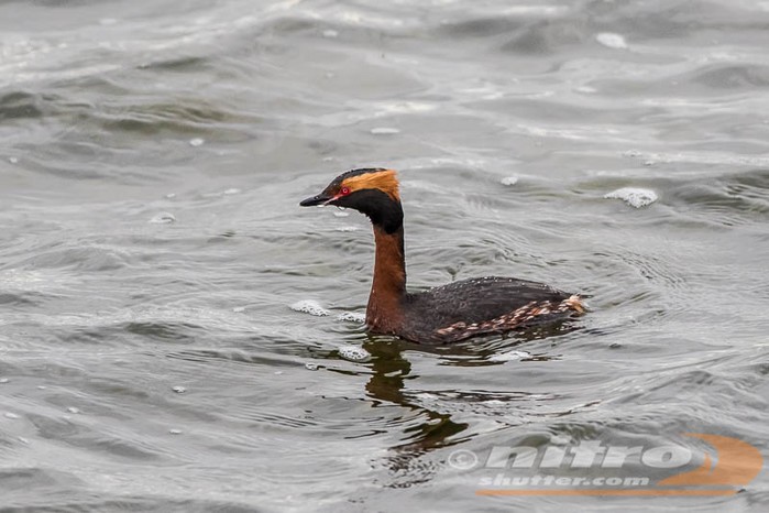 Slavonian Grebe