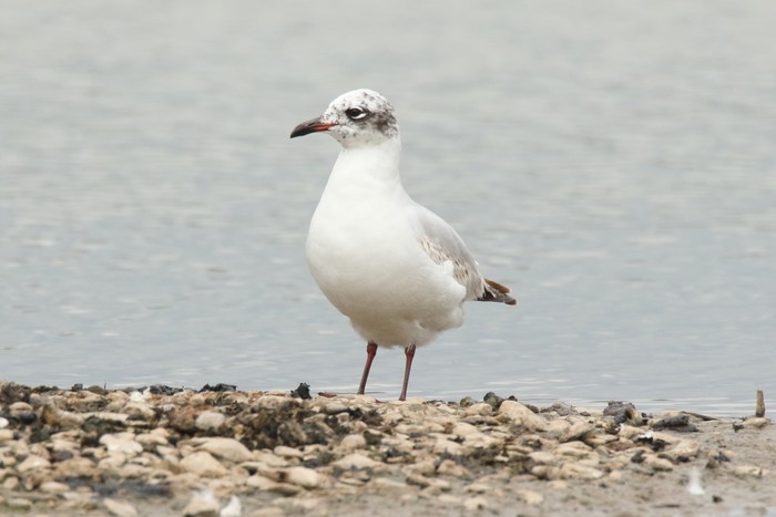 Mediterranean Gull