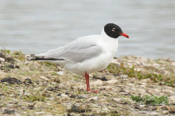Mediterranean Gull