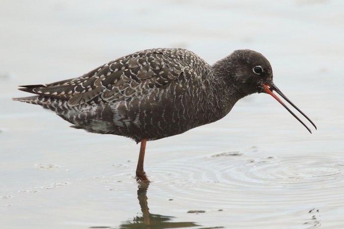 Spotted Redshank