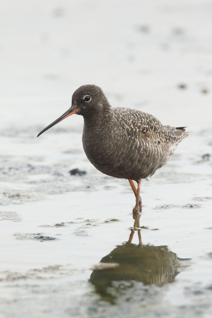 Spotted Redshank