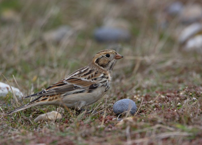 Lapland Bunting