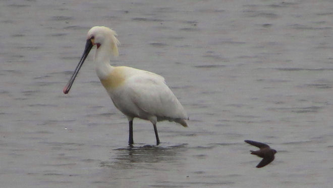Spoonbill
