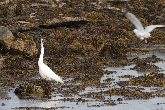 Great White Egret