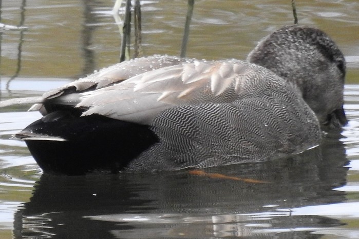 Gadwall