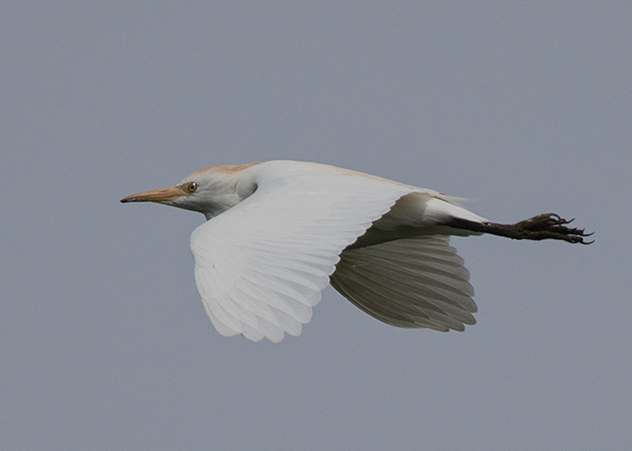 Cattle Egret
