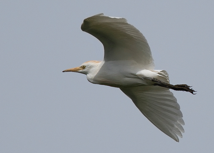 Cattle Egret