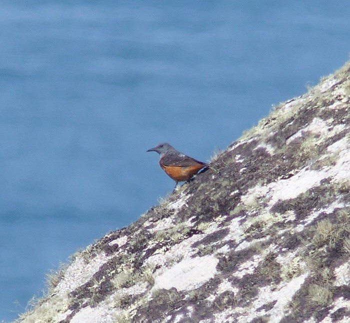 Rock Thrush