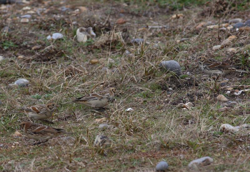 Lapland Bunting