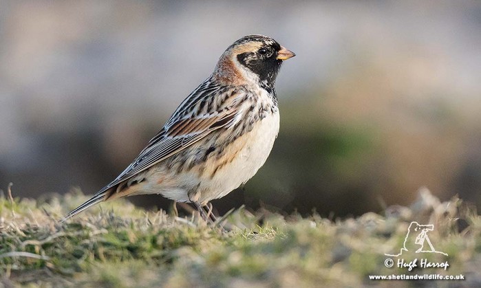 Lapland Bunting
