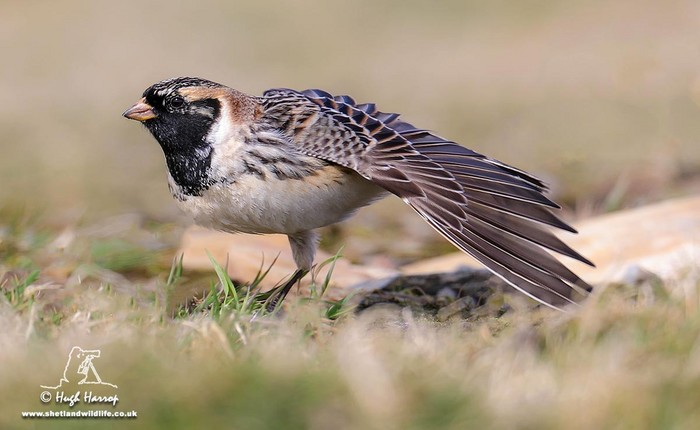 Lapland Bunting