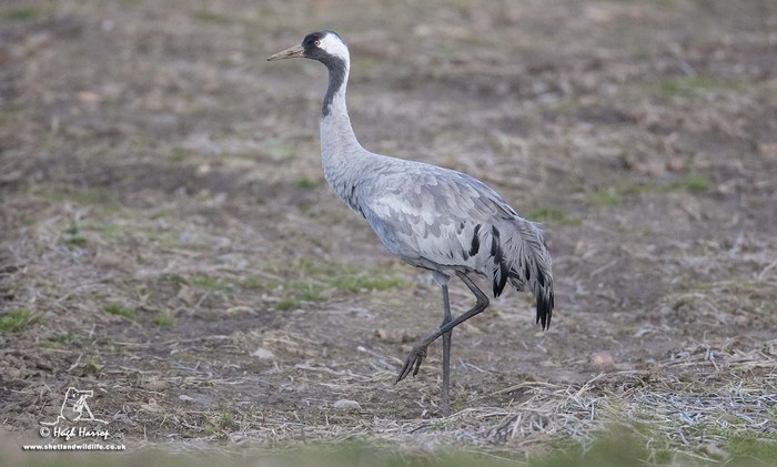 Common Crane
