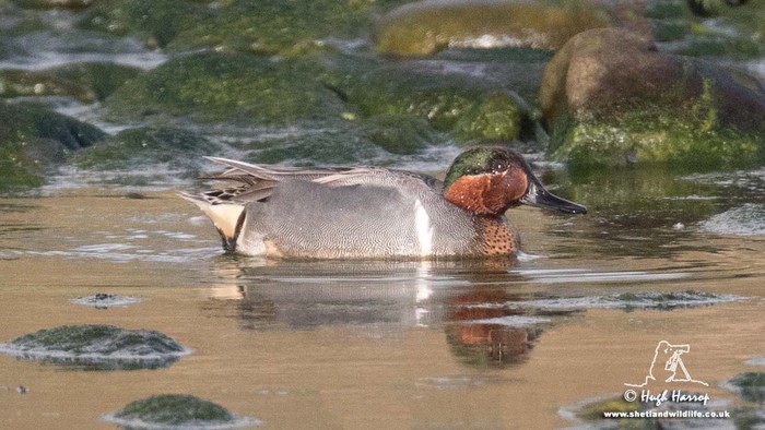 Green-winged Teal