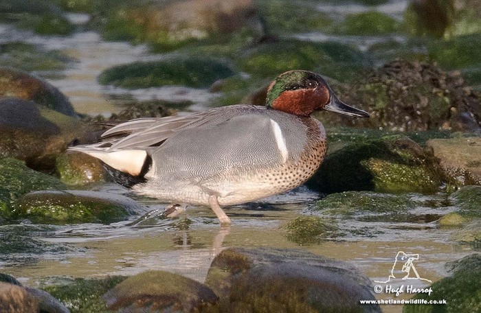 Green-winged Teal