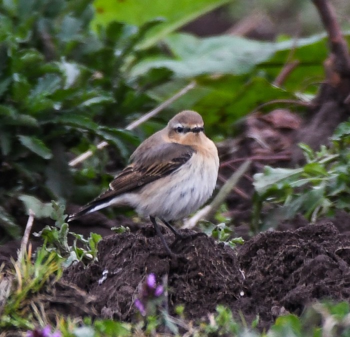Wheatear