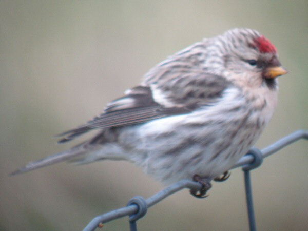 Iceland Redpoll