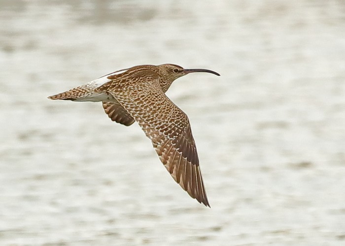 Whimbrel