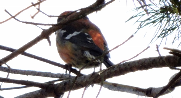 Two-barred Crossbill