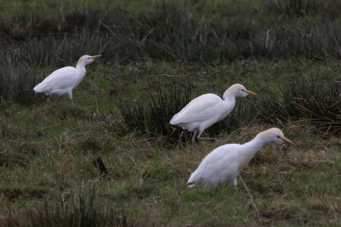 Cattle Egret