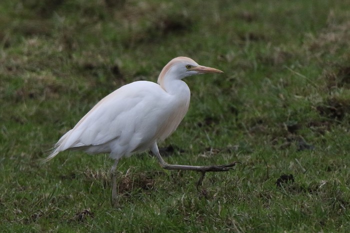 Cattle Egret