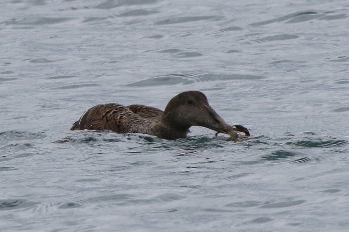 Eider