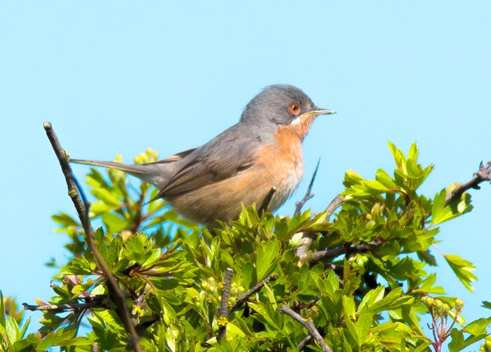 Western Subalpine Warbler